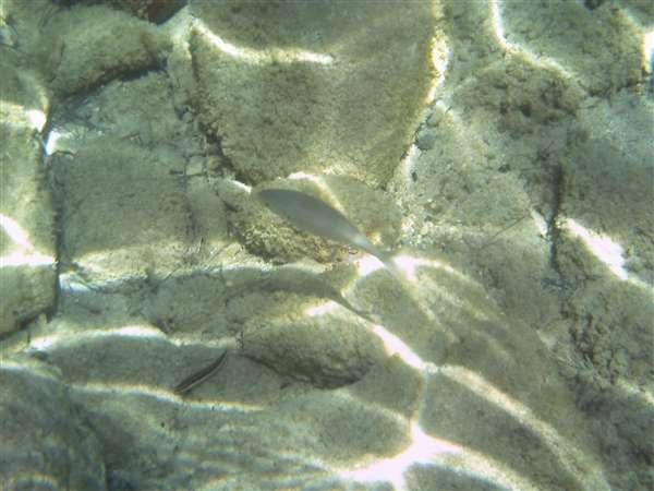 Anaxagoras Anaxagoras
